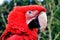 Redhead, Parrot. Green winged Macaw