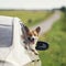 redhead puppy dog Corgi stuck his snout out the window of a car on the road while travelling