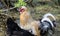 Redhead purebred rooster. Breed with small comb