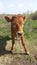 Redhead small calf on green grass