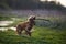 Redhead Spaniel dog running with a stick