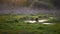 Redhead Spaniel dog running with a stick