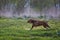 Redhead Spaniel dog running with a stick