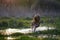 Redhead Spaniel dog running with a stick