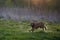 Redhead Spaniel dog running with a stick