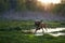 Redhead Spaniel dog running with a stick