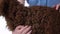 Redheaded little girl with curly hair is stroking brown lamb at white background. Slow motion. Close up
