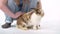 Redheaded little girl with curly hair is stroking fluffy three colored rabbit at white background. Slow motion. Close up