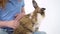 Redheaded little girl with curly hair is stroking fluffy three colored rabbit at white background. Slow motion. Close up