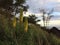 Redhot Poker Kniphofia Plant Blossoming in Waimea on Kauai Island in Hawaii.