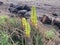 Redhot Poker Kniphofia Plant Blossoming in Waimea on Kauai Island in Hawaii.