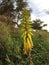 Redhot Poker Kniphofia Plant Blossoming in Waimea on Kauai Island in Hawaii.