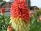 Redhot poker Kniphofia tritoma