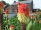 Redhot poker Kniphofia tritoma