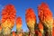 Redhot pokerPlant - Fiery colored Kniphofia