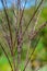 Redish flowers of grass yellow bluestem, latin name Bothriochloa or Andropogon ischaemum