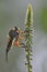 A redish giant robberfly with pointy tail