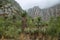 Redish mountains and cactus in Seweweekspoort pass