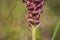 Redish purple flowers of wild orchid Anacamptis coriophora