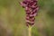 Redish purple flowers of wild orchid Anacamptis coriophora