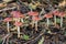 Redlead Roundhead ratiomyces ceres fungus on the forest floor
