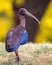 A Rednap Ibis looking back