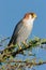 Rednecked falcon