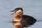 Rednecked Grebe