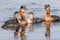 Rednecked Grebe Family with Juvenile Offspring