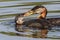 Rednecked Grebe Feeding Fish to the Juvenile