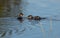 Rednecked Grebe Teaching the Juvenile how to get Fish