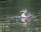 Rednecked Grebe Weaned Juvenile