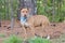 Rednose Pit Bull Terrier bulldog