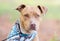 Rednose Pit Bull Terrier bulldog