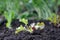 Redoak Looseleaf Lettuce seedling
