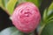 the redof flower Camellia Debutante japonica