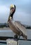 Redondo Beach California Pelican