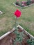 RedRose, beautiful rose, Natural beauty,