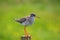 A redshank