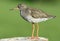 Redshank