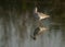 Redshank at Asker marsh with dramatic reflection on water, Bahrain