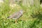 Redshank bird
