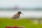 Redshank bird portrait iceland