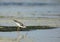 Redshank feeding during low tide