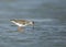 Redshank feeding during low tide