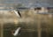 Redshank in flight