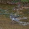 Redshank hunting in a  shallow pool.