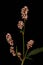 Redshank Persicaria maculosa. Inflorescence Closeup