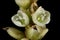 Redshank Persicaria maculosa. Inflorescence Detail Closeup