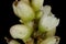 Redshank Persicaria maculosa. Inflorescence Detail Closeup